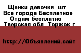 Щенки девочки 4шт - Все города Бесплатное » Отдам бесплатно   . Тверская обл.,Торжок г.